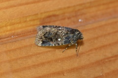 Hampsonodes dislocata