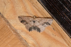 Isochromodes granula