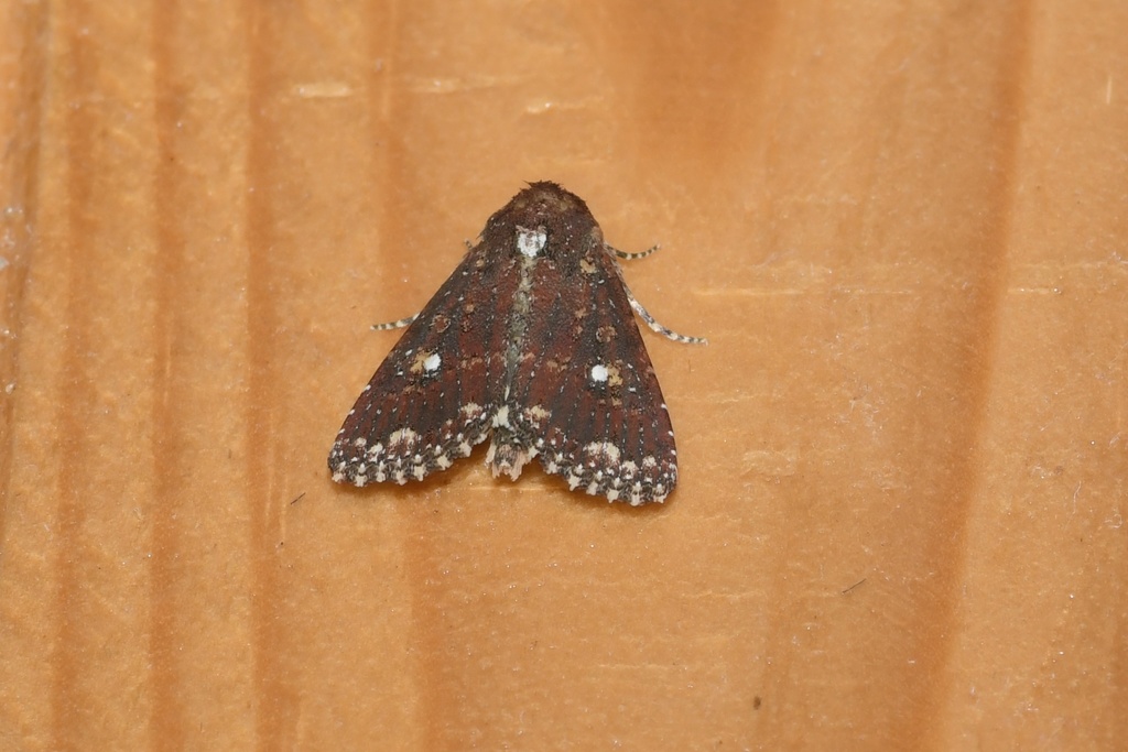 Condica abida