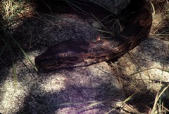 Python natalensis