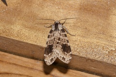 Elysius melanoplaga
