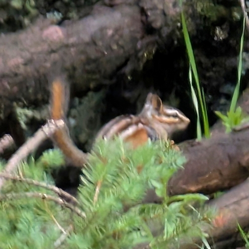 Gray-footed Chipmunk observed by austinrkelly