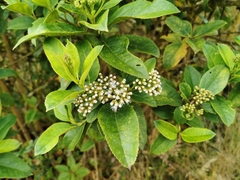 Ageratina tinifolia
