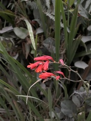 Crocosmia pottsii, photograph (c) Andrea Villarreal Rodríguez, some rights reserved (CC BY)