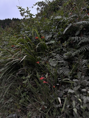 Crocosmia pottsii, photograph 6