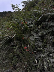 Crocosmia pottsii, photograph (c) Andrea Villarreal Rodríguez, some rights reserved (CC BY)