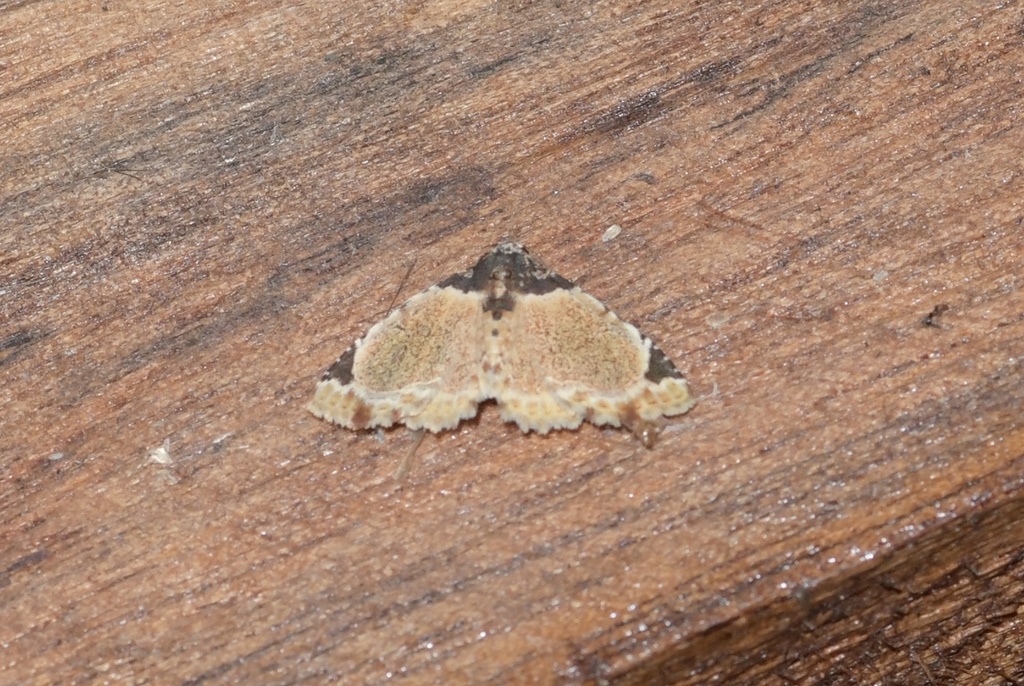 Micranthops