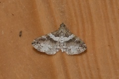 Leucatomis incondita