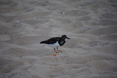 Arenaria interpres