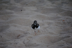 Arenaria interpres