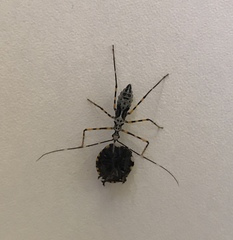Hiranetis