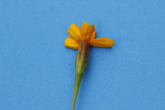 Tagetes tenuifolia