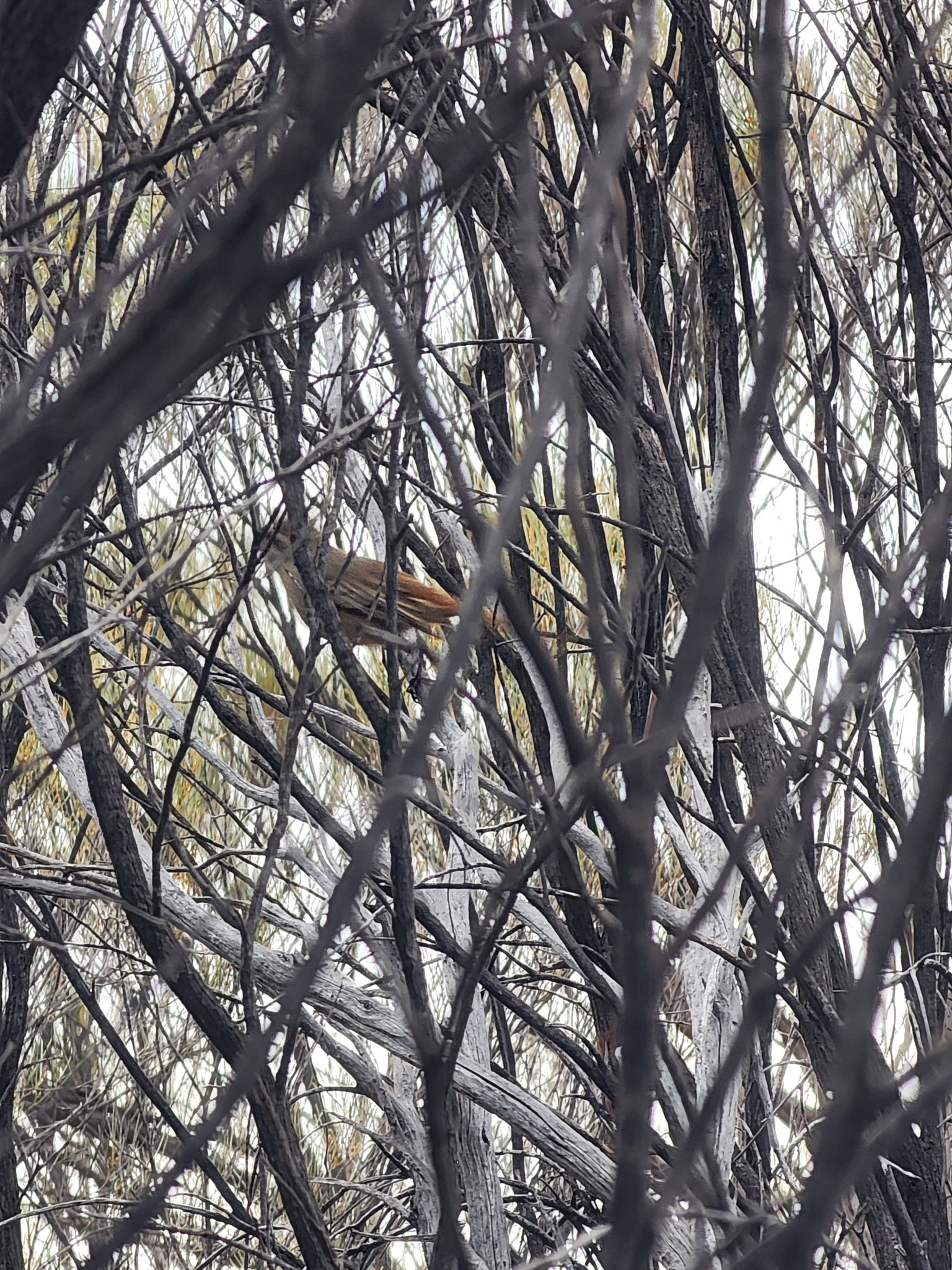 Southern Scrub Robin (Drymodes brunneopygia), photo 10