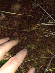 Sphagnum bartlettianum