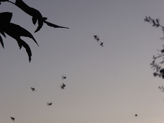 Hydropsyche californica