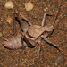 Shieldback Katydids - Photo (c) Jim Johnson, some rights reserved (CC BY-NC-ND)