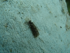 Hydropsyche californica