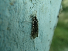 Hydropsyche californica