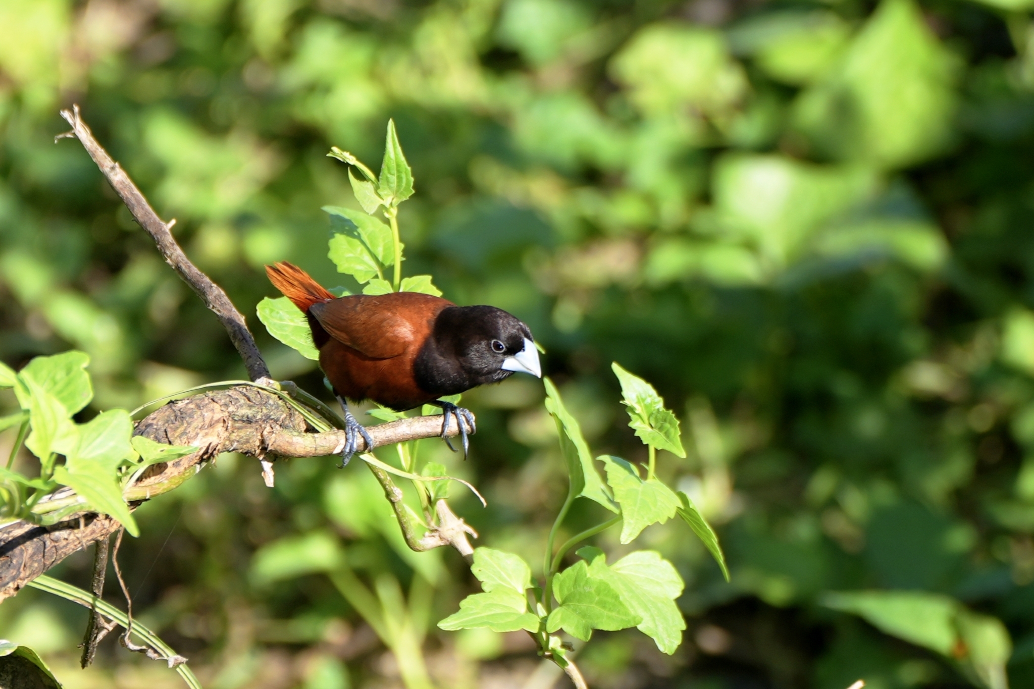 Chestnut Munia (Lonchura atricapilla)
