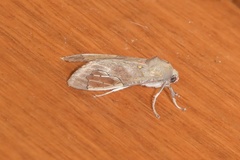 Bertholdia