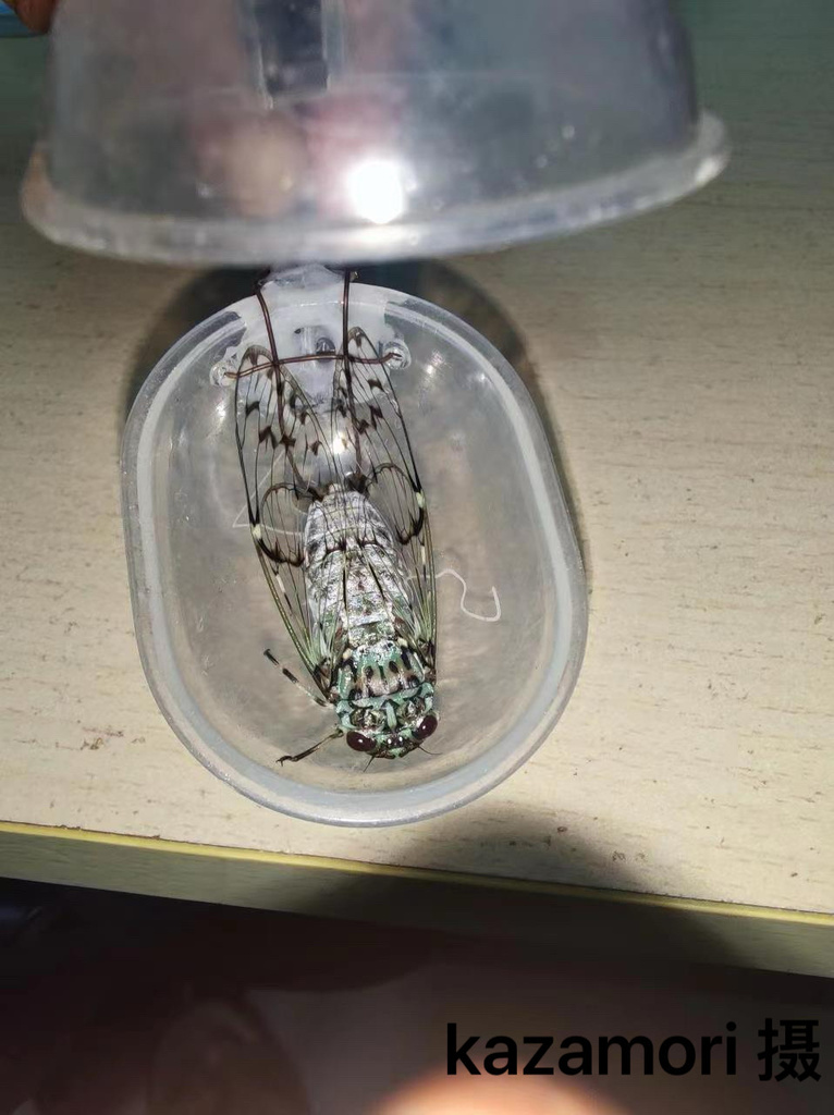 Inthaxara olivacea