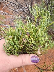 (c) Belinda Forbes, some rights reserved (CC BY) Eremophila ionantha, photograph (c) Belinda Forbes, some rights reserved (CC BY)