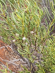 (c) Belinda Forbes, some rights reserved (CC BY) Eremophila ionantha, photograph (c) Belinda Forbes, some rights reserved (CC BY)