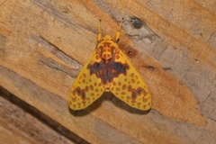 Amaxia pulchra