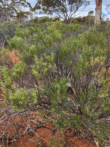Eremophila ionantha, photograph 5