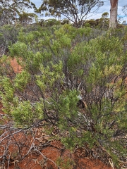 (c) Belinda Forbes, some rights reserved (CC BY) Eremophila ionantha, photograph (c) Belinda Forbes, some rights reserved (CC BY)