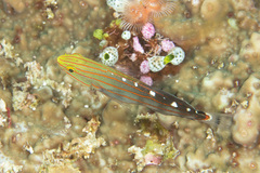 Koumansetta rainfordi