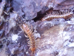 Lithobius variegatus