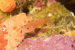 Trimma macrophthalmus