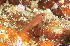 Trimma macrophthalmus
