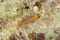 Trimma anaima