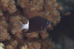 Pycnochromis margaritifer