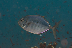Craterognathus plagiotaenia