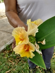 Costus
