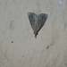 Hypena