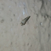 Lepidoptera