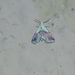 Eublemma roseana