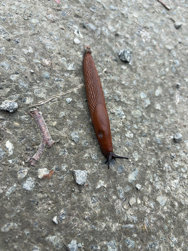 Arion vulgaris