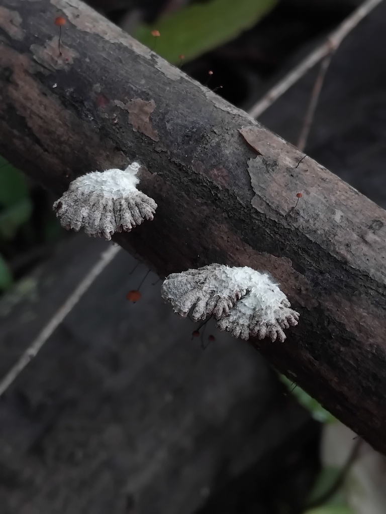 Schizophyllum commune · July 2025 · photo: © sofiazed1 (iNaturalist, cc-by)