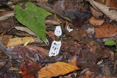 Staheliomyces cinctus