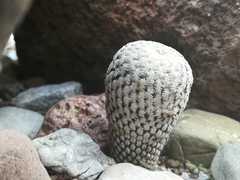 Mammillaria pectinifera
