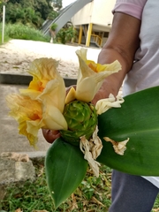 Costus