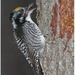 American Three-toed Woodpecker - Photo (c) Christian Artuso, some rights reserved (CC BY-NC-ND)