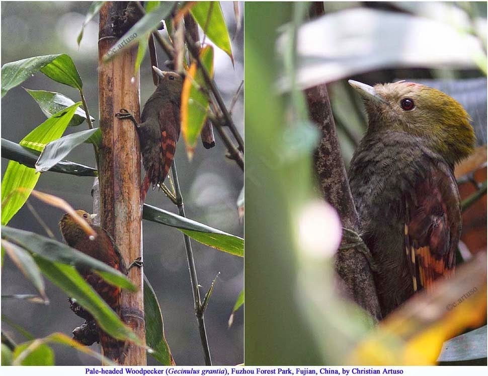 Pale-headed Woodpecker photo