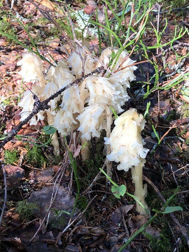 pinesap