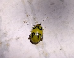 Walterianella biarcuata